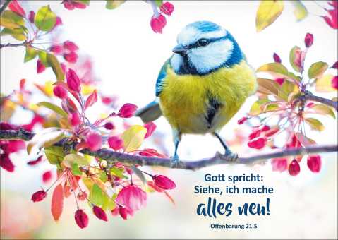 10er-Set Postkarten - Jahreslosung 2026 - Vogel 